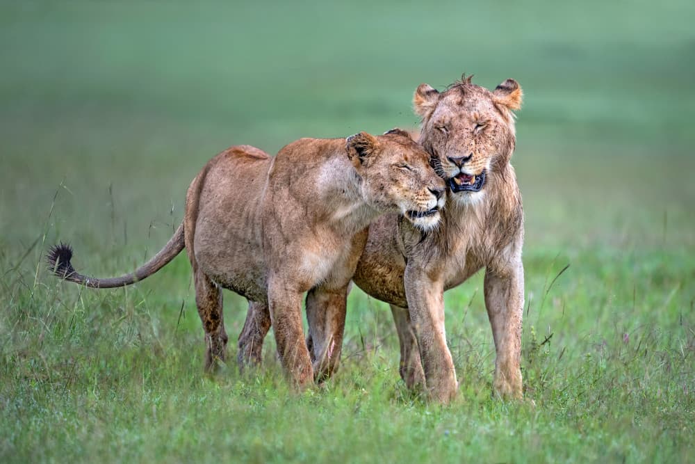 Affectionate Lion Pair by Xavier Ortega — canvas wall art