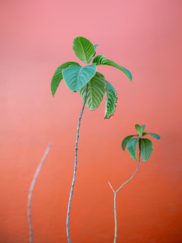 Green on Orange | Oaxaca Botanical vibes by Raisa Zwart — canvas wall art