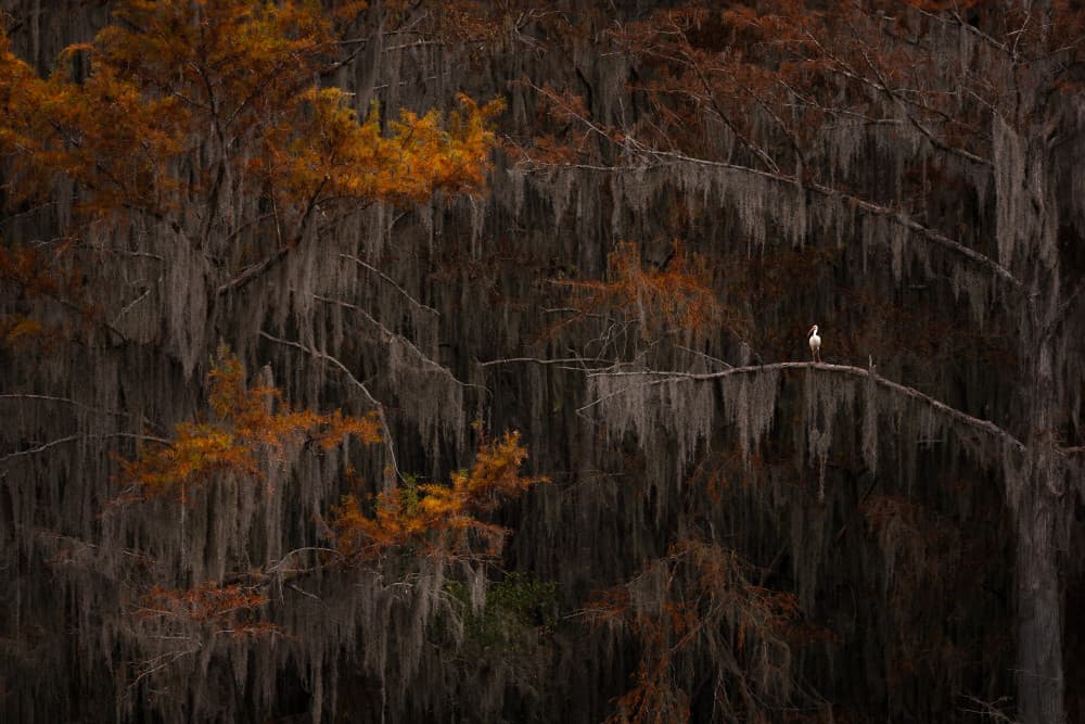 Autumn Egret Perch by Ruiqing P. — canvas wall art
