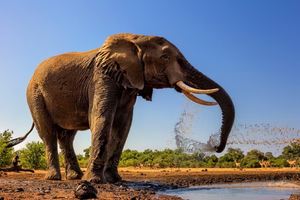 African Elephant Spraying Water by Jun Zuo — canvas wall art