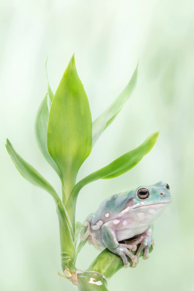 Tree Frog on Bamboo by Linda D Lester — canvas wall art