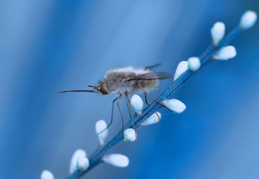 Fuzzy Bee Fly On Buds by Thierry Dufour — canvas wall art
