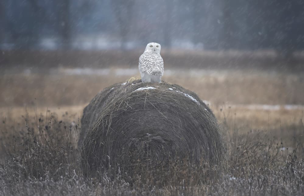 Snowy Owl Winter Field by Larry Deng APA — canvas wall art