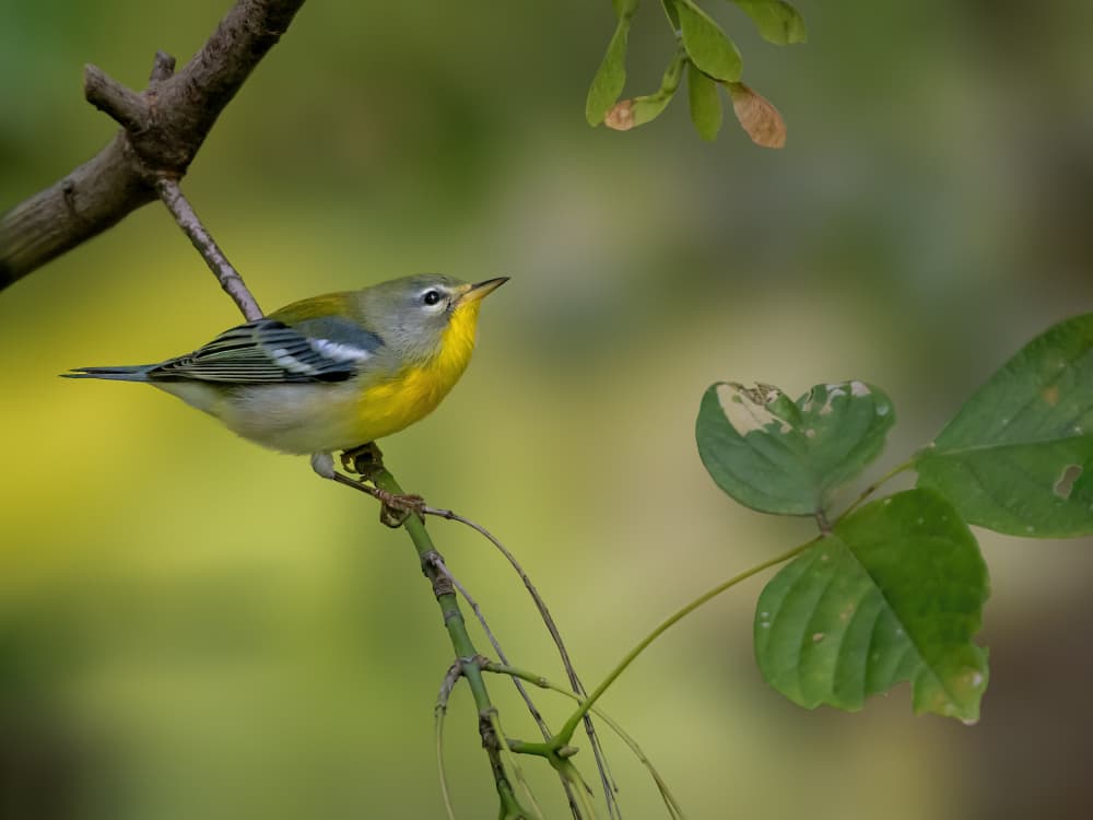 Vibrant Warbler Perched by Jacob (Jian) Xu — canvas wall art
