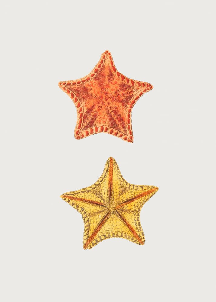 Carved Asterias by George Shaw — canvas wall art