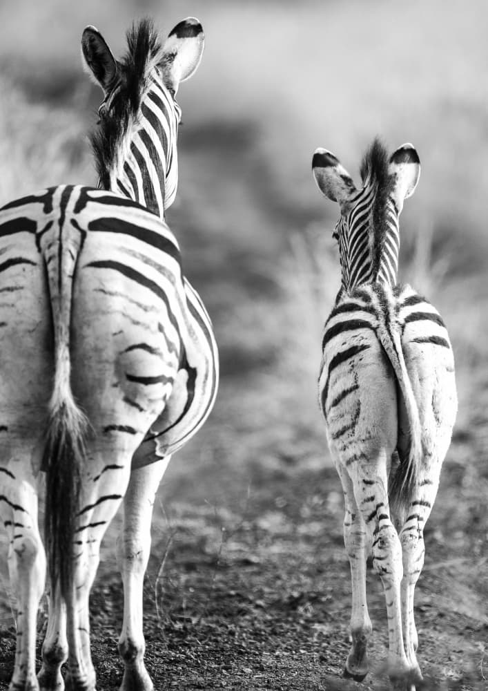 Striped Horse Back Side by Shot by Clint — canvas wall art
