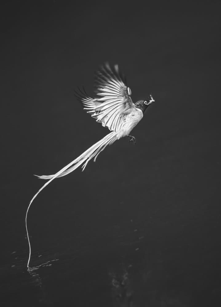 Elegant Bird Skimming Water by Mei Hu — canvas wall art