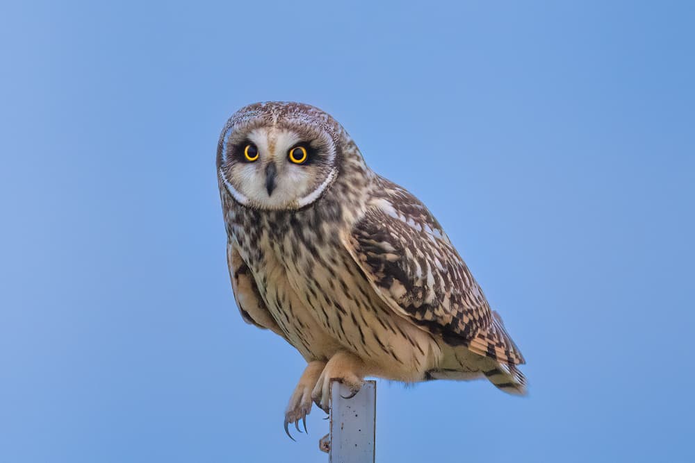 Golden-Eyed Owl Stare by Robert Zhang — canvas wall art