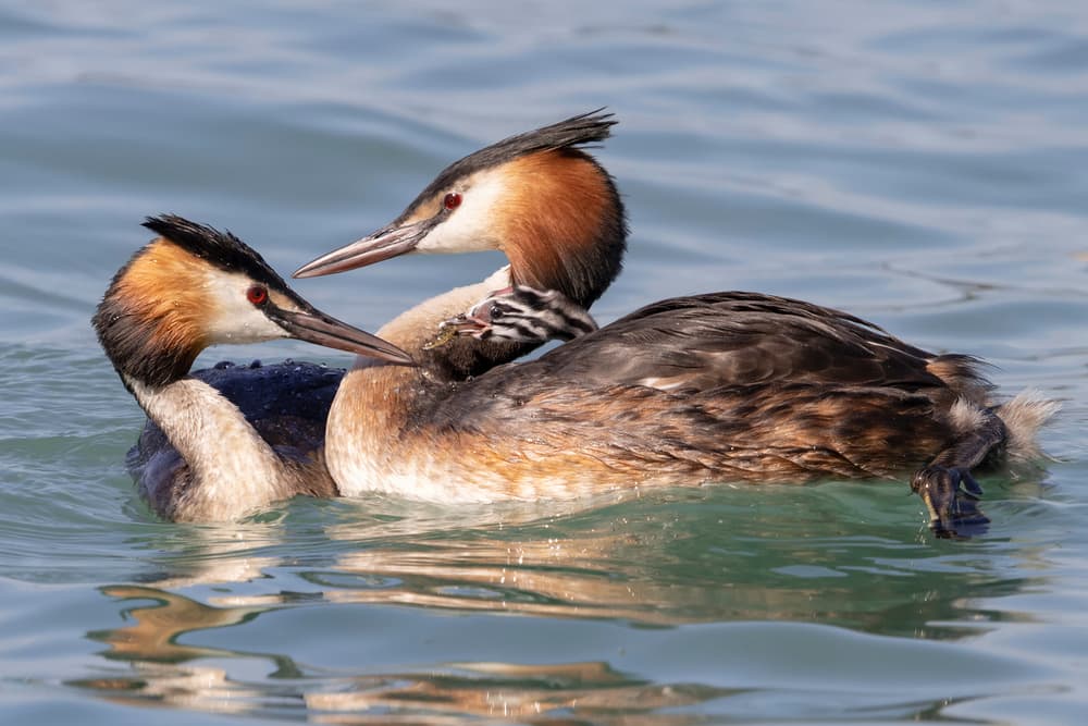 Grebe Parents and Chick by Paolo Bolla — canvas wall art