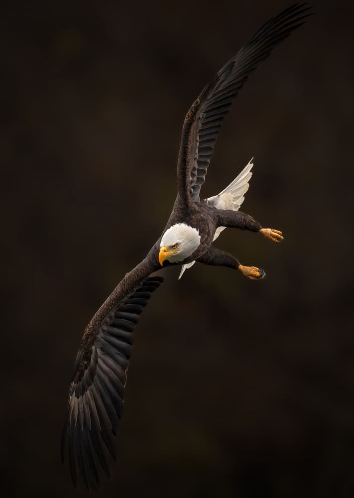 Powerful Eagle Dive by Ruiqing P. — canvas wall art