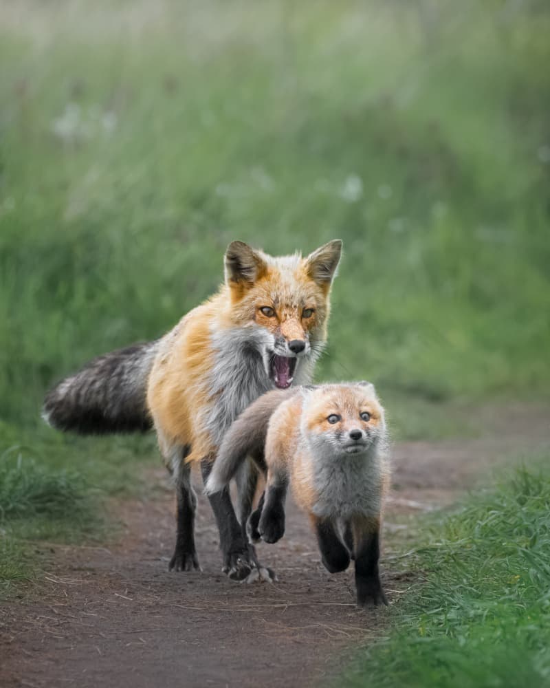 Protective Fox Family by Joan Zhang — canvas wall art