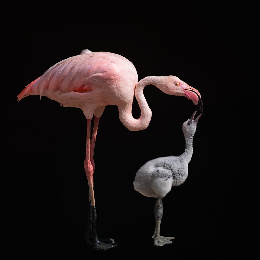 Flamingo Feeding Baby by Mathilde Guillemot — canvas wall art