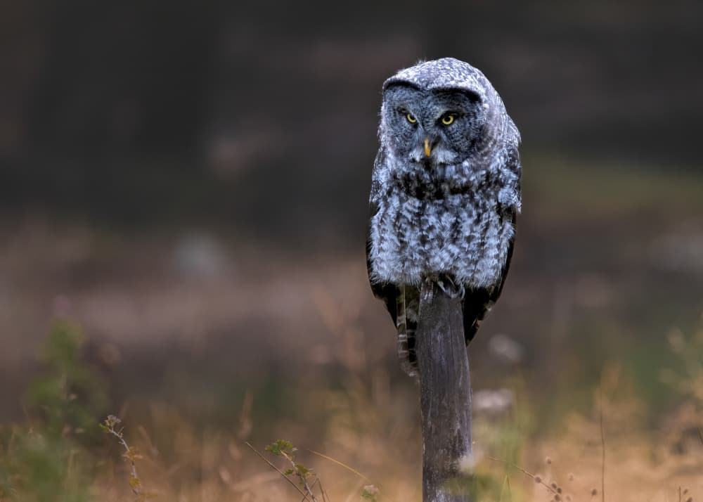 Watchful Gray Owl by Li Ying — canvas wall art