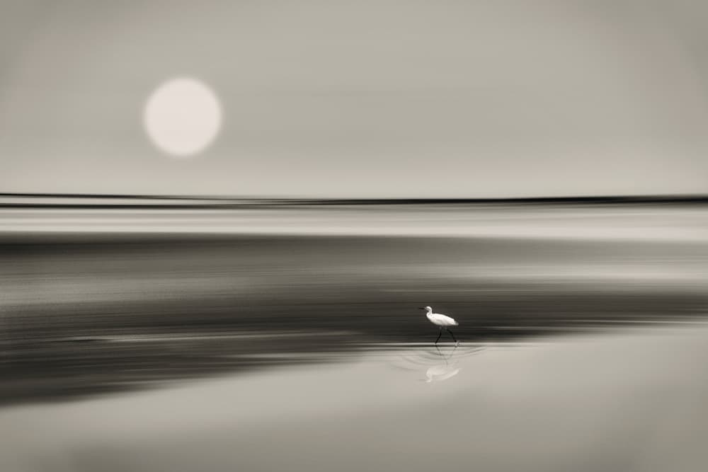 Peaceful Egret Reflection by MingLun Tsai (蔡明倫) — canvas wall art