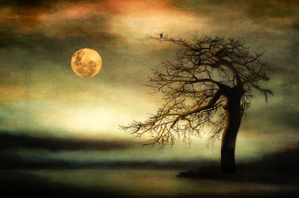 Misty Moonlit Tree by Charlaine Gerber — canvas wall art