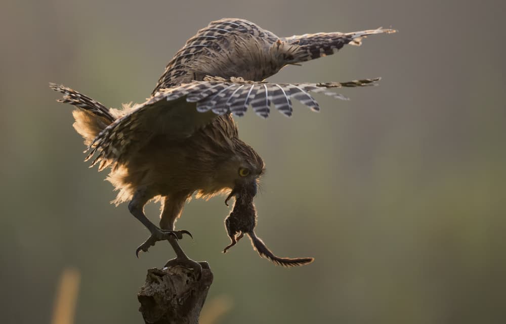 Golden Hour Hunter by C.S. Tjandra — canvas wall art