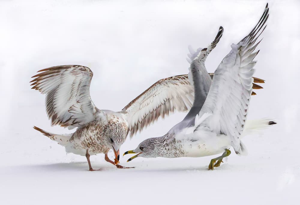 Gulls Fighting In Snow by Kenneth-Wei Zeng — canvas wall art