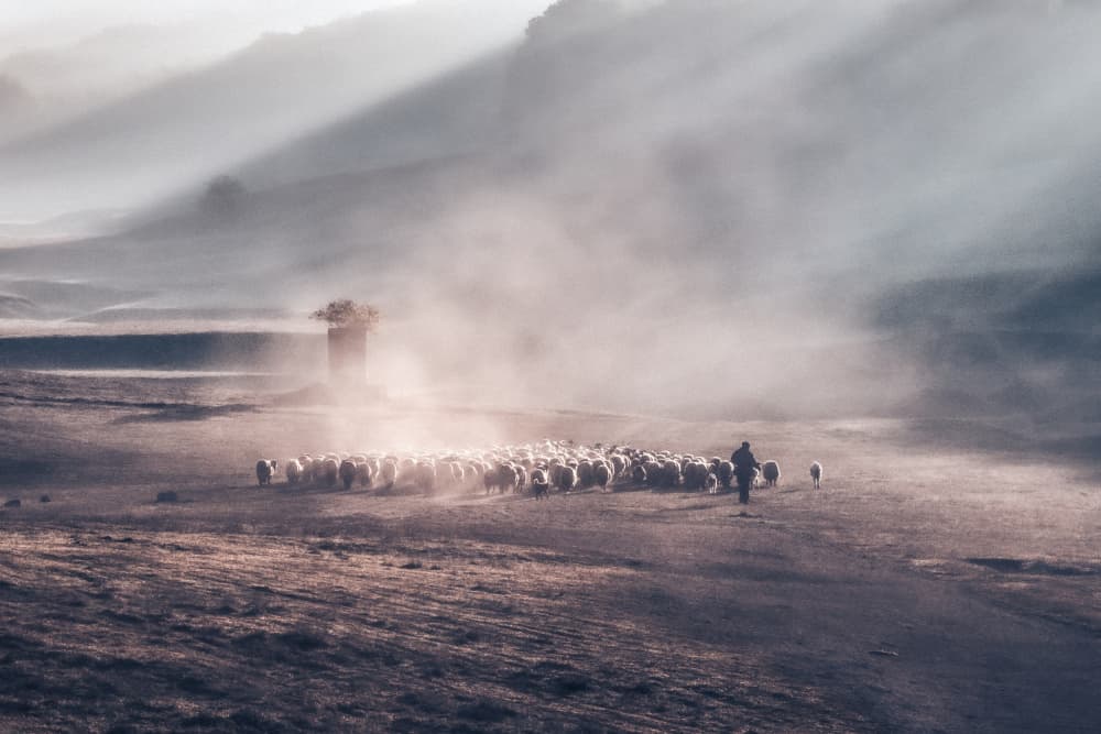 Shepherd's Misty Dawn by Sebastian Prioteasa — canvas wall art