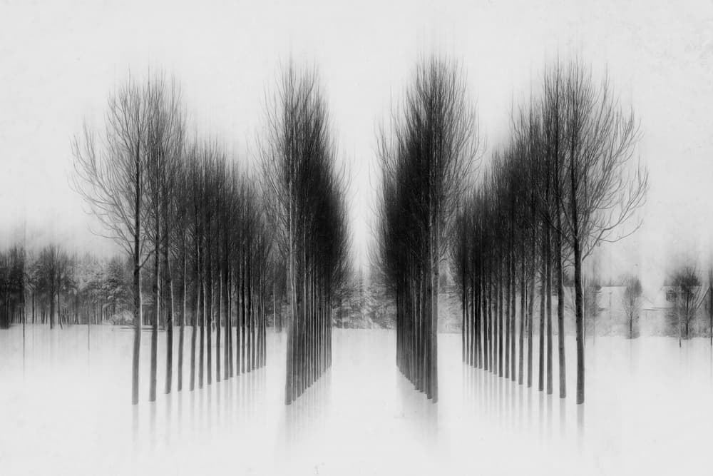 Serene Winter Trees by Roswitha Schleicher-Schwarz — canvas wall art