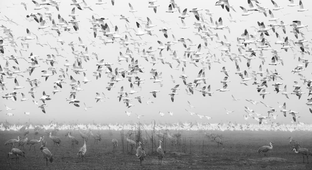 Misty Geese And Cranes by Aidong Ning — canvas wall art