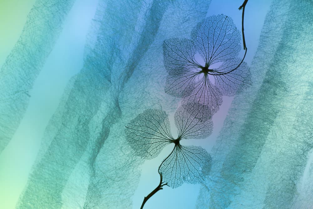 Ethereal Botanical Transparency by Shihya Kowatari — canvas wall art