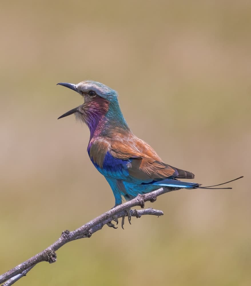 Vibrant Bird Calling by Jenny Qiu — canvas wall art