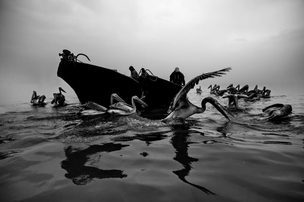 Pelicans Fishing Boat by Ummu Nisan Kandilcioglu — canvas wall art