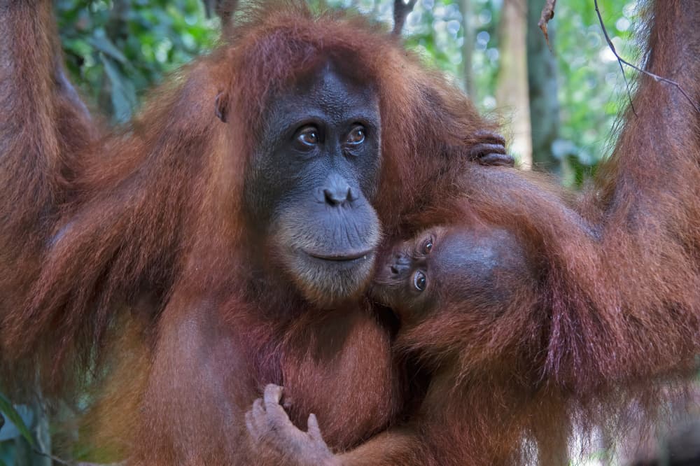 Orangutan Mother and Child by Marco Pozzi — canvas wall art