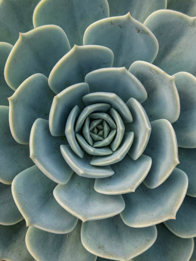 Blue Green Succulent Spiral by Andreas Magnusson — canvas wall art