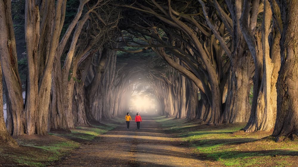 Misty Tree Tunnel by Johnny Zhang — canvas wall art