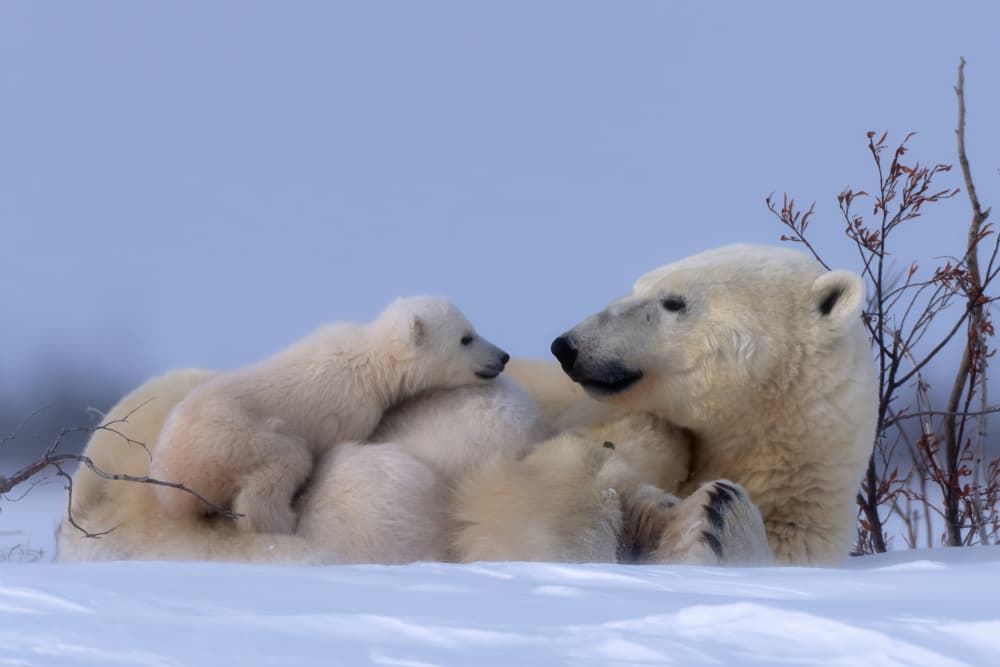 Mama Bear And Cub by MIN LI — canvas wall art