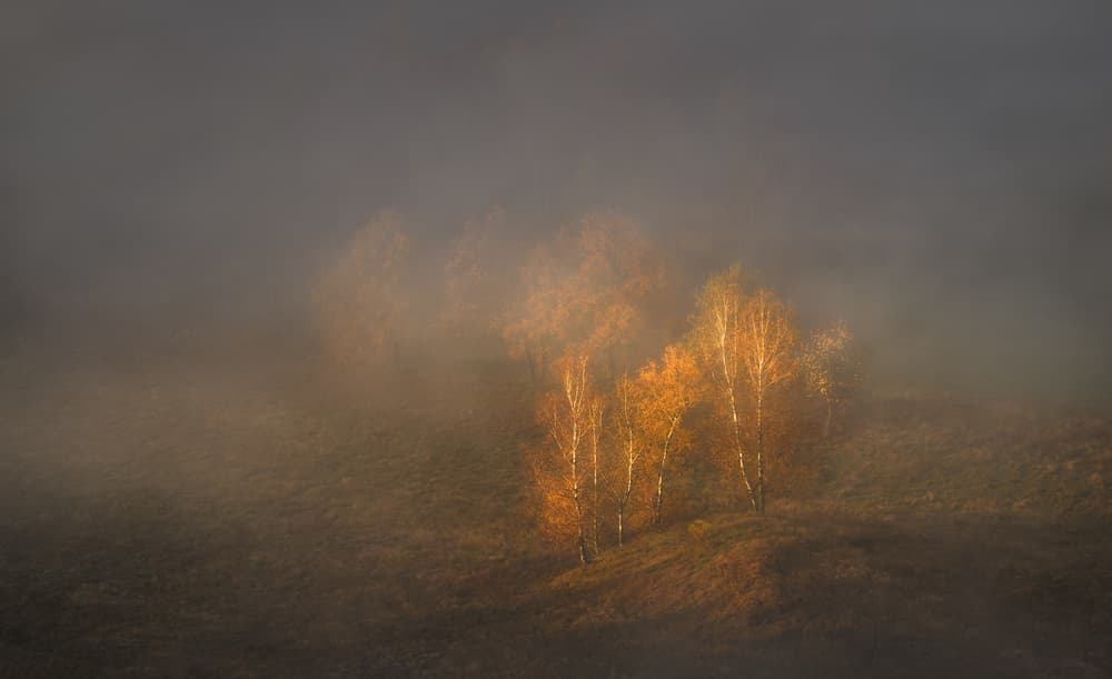Golden Birch Trees in Fog by Tomasz Rojek — canvas wall art