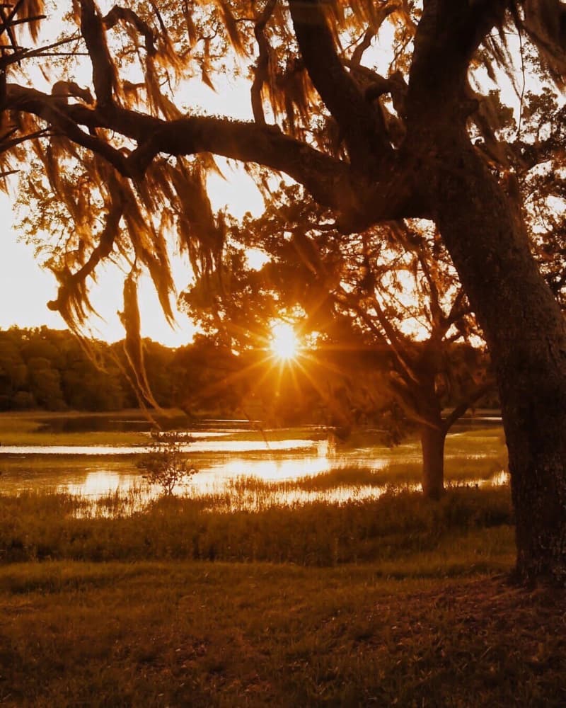 Live Oak Golden Sunset by Del Mundo Imagery — canvas wall art