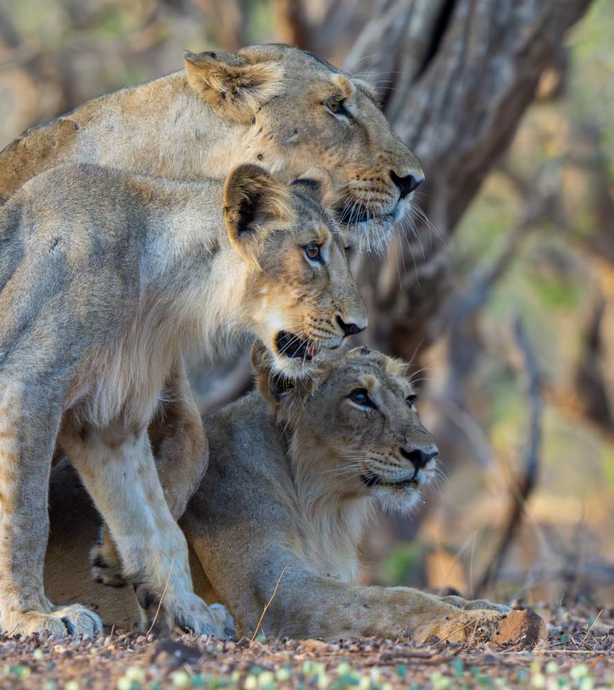 Three Watchful Lions by Manish Nagpal — canvas wall art