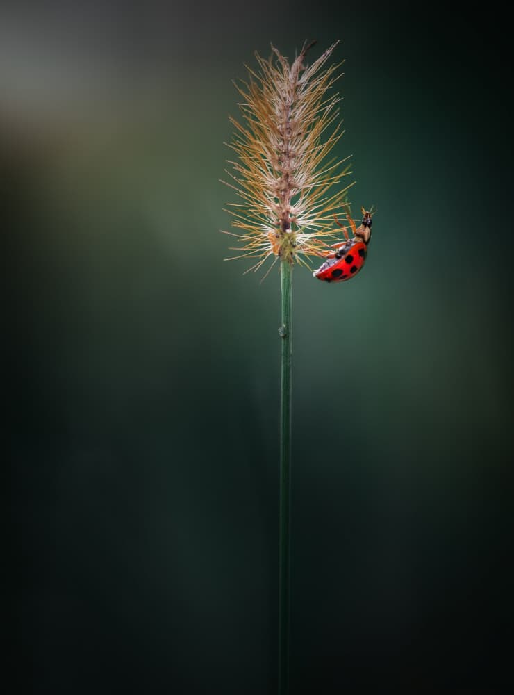 Vibrant Ladybug Perch by Atul Saluja — canvas wall art
