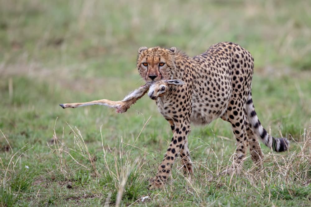 Cheetah Carries Prey by Alessandro Catta — canvas wall art