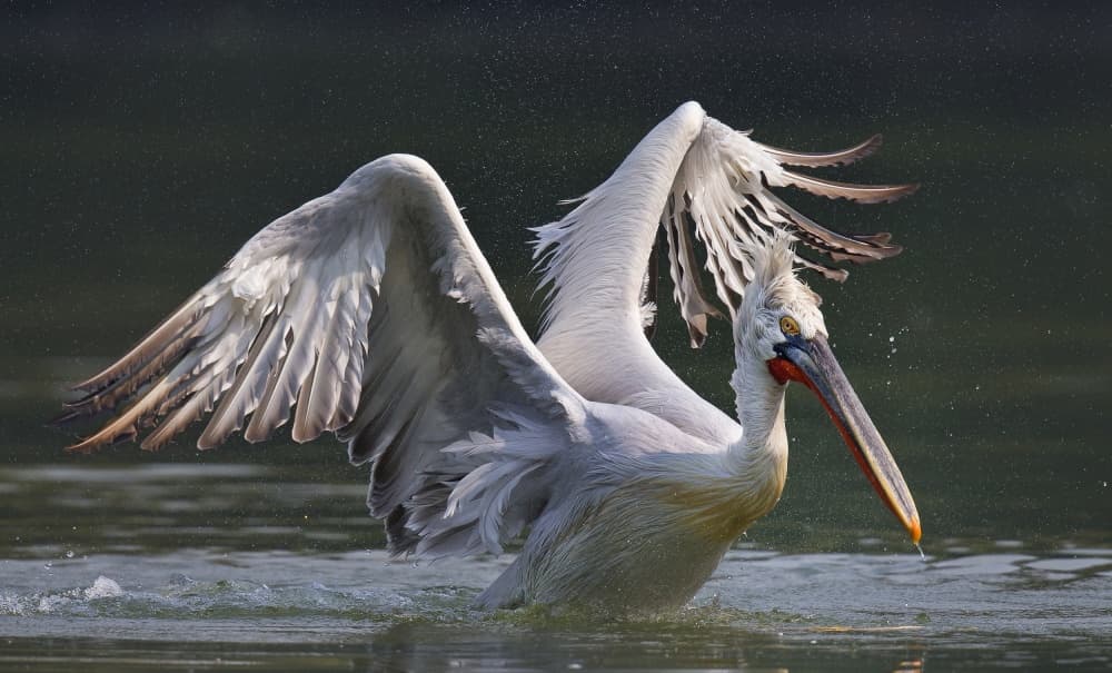 Wild Pelican Spreading Wings by C.S. Tjandra — canvas wall art