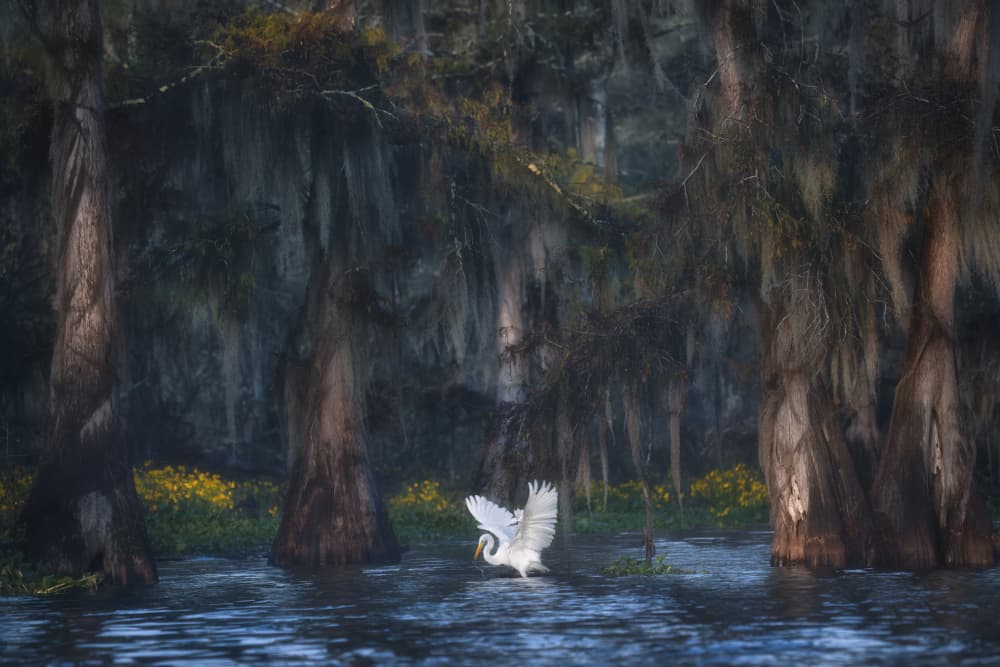 Bayou Egret Flight by Roberto Marchegiani — canvas wall art