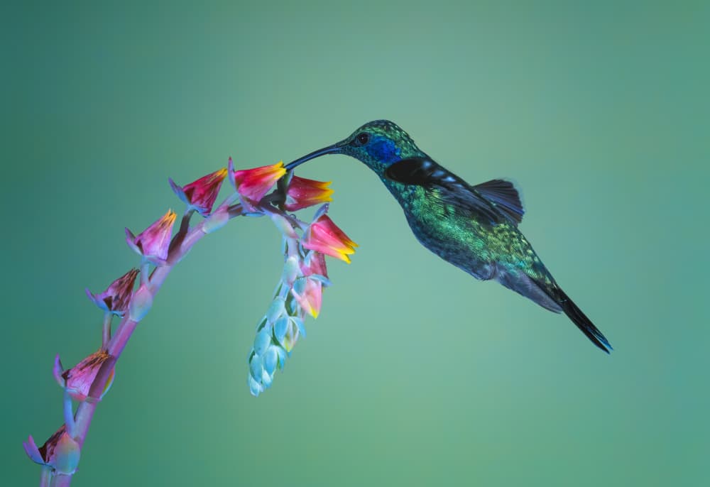 Vibrant Hummingbird Feeding by Siyu_Wei APA — canvas wall art