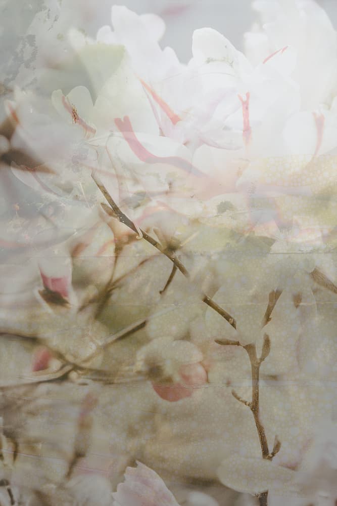 Dreamy White Blossoms by Pelin Atilla — canvas wall art