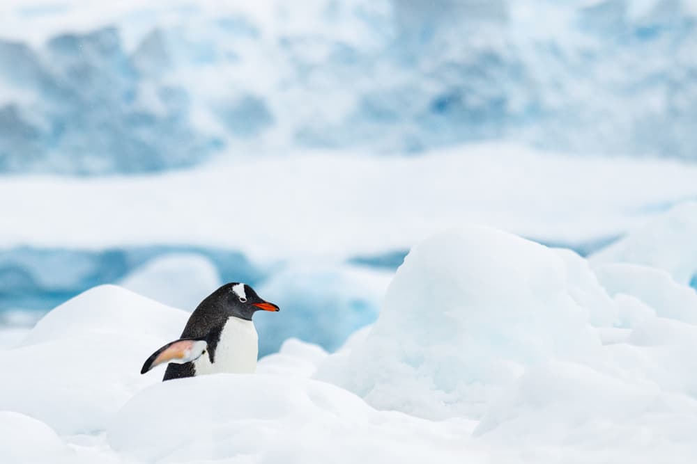 Gentoo Penguin in Snow by Nanda Bussers — canvas wall art