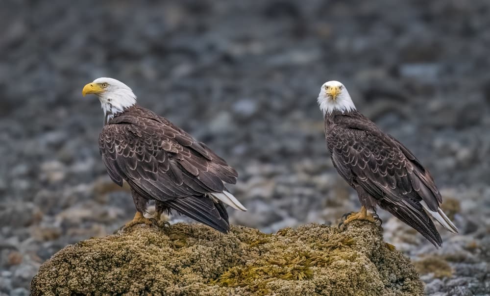 Two Majestic Bald Eagles by Jeffrey C. Sink — canvas wall art