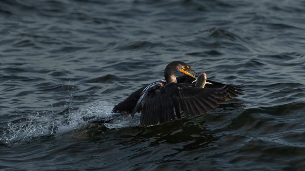 Cormorant Catches Fish by John Fan — canvas wall art