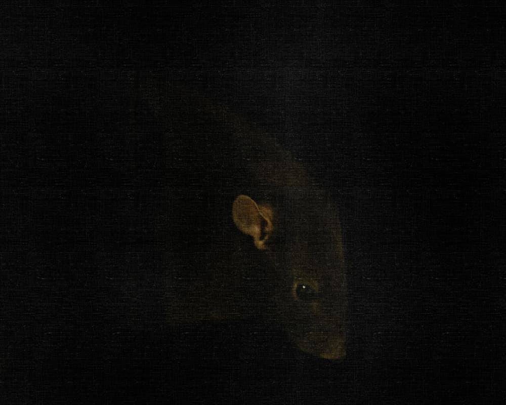 Rat In Shadows by Alena Zabolotina — canvas wall art