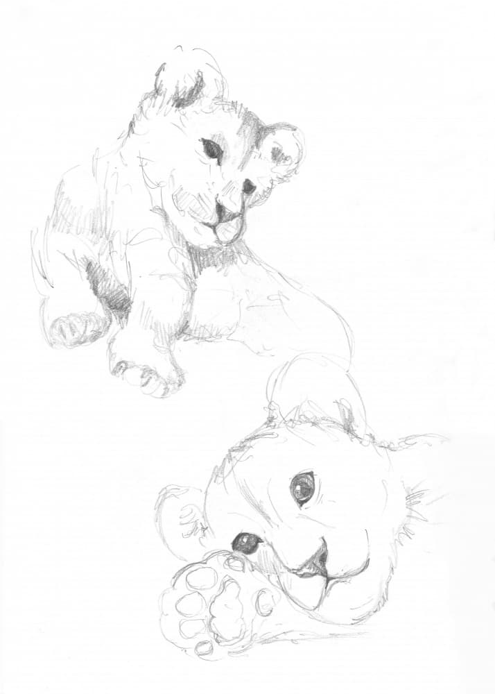 Lion Cubs by Isabelle Brent — canvas wall art
