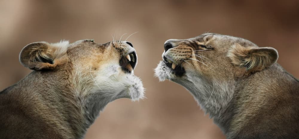 Two Roaring Lionesses by Mathilde Guillemot — canvas wall art