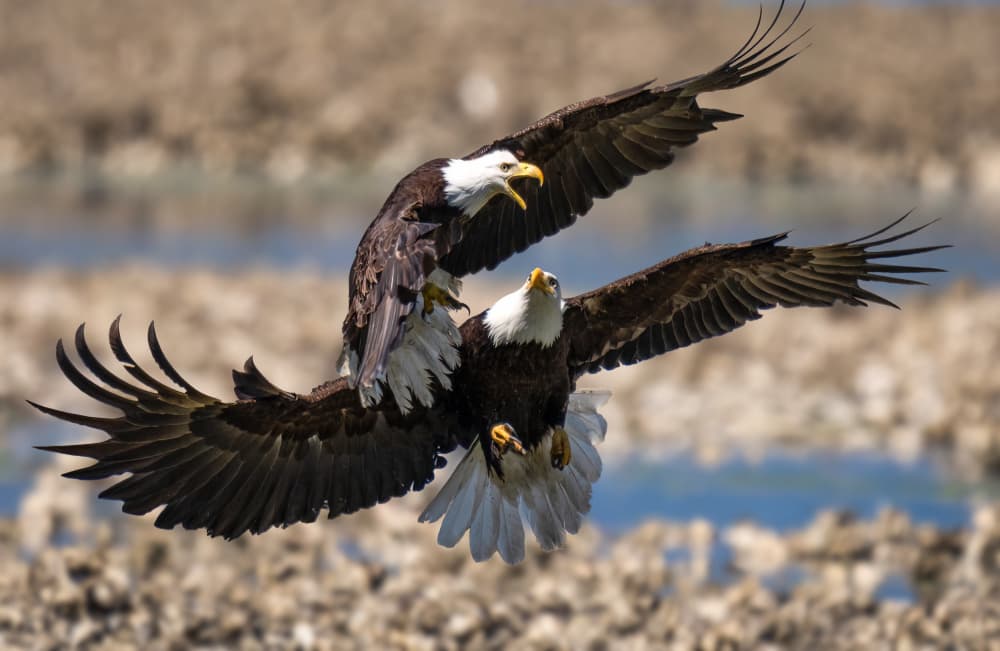 Flying Eagles Battle by Serena Duan — canvas wall art