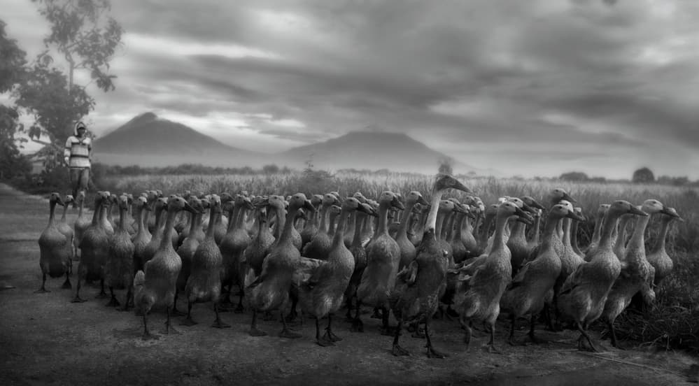Traditional Duck Herding by Hari Sulistiawan — canvas wall art
