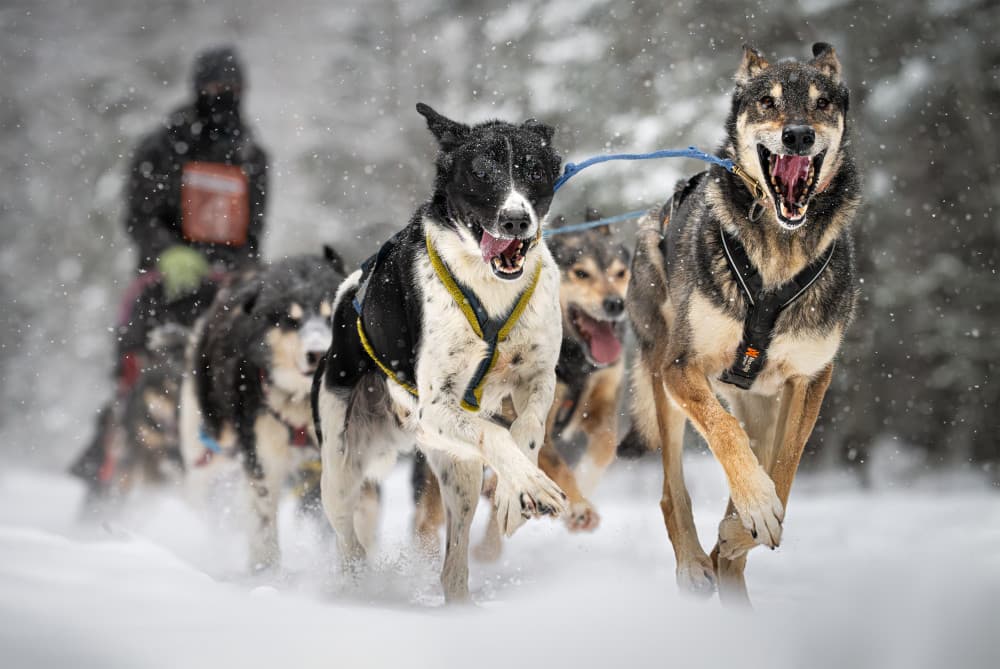 Winter Dog Sledding by Leeian Dai — canvas wall art