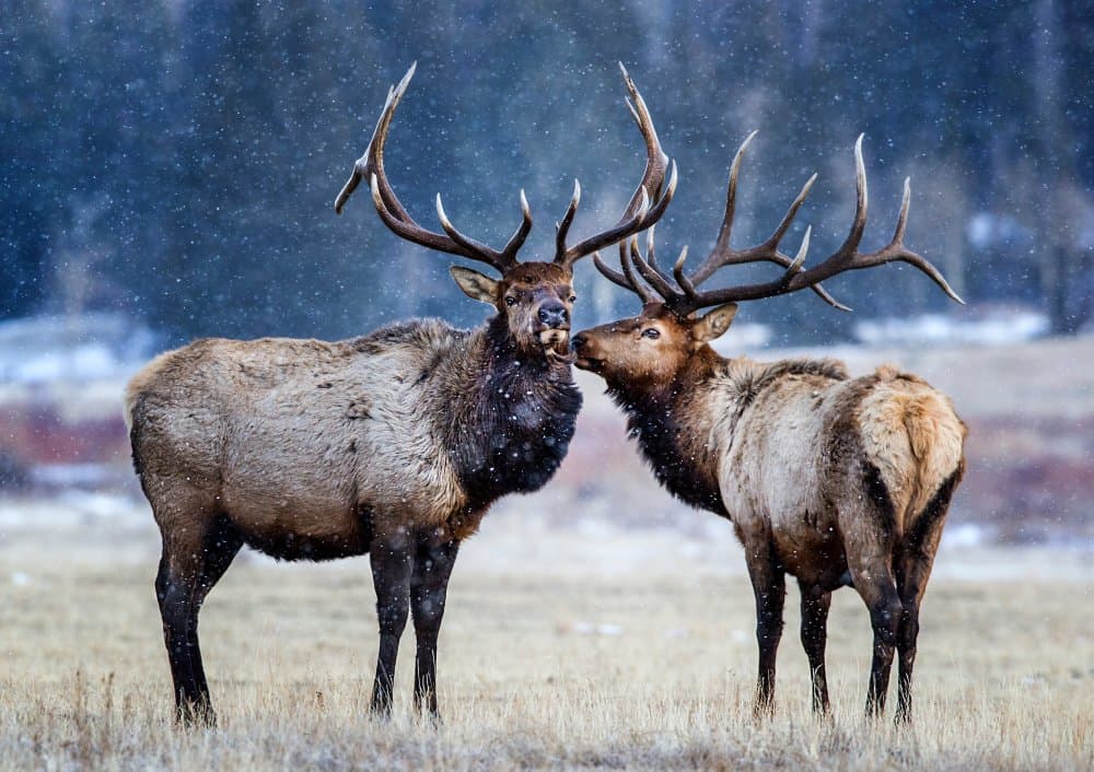Winter Elk Nuzzle by verdon — canvas wall art